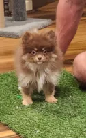 Honey Badger, a female Pomeranian for sale in Emory, TX – Photo 4 of 5