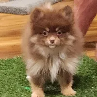 Honey Badger, a female Pomeranian for sale in Emory, TX – Photo 3 of 5