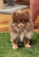 Honey Badger, a female Pomeranian for sale in Emory, TX – Photo 3 of 5