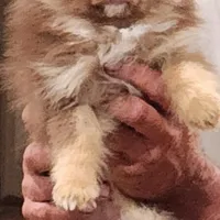 Honey Badger, a female Pomeranian for sale in Emory, TX – Photo 2 of 5