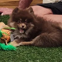 Honey Badger, a female Pomeranian for sale in Emory, TX – Photo 5 of 5