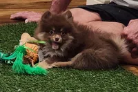 Honey Badger, a female Pomeranian for sale in Emory, TX – Photo 5 of 5