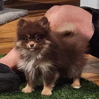 Honey Badger, a female Pomeranian for sale in Emory, TX – Photo 1 of 5