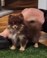 Honey Badger, a female Pomeranian for sale in Emory, TX – Photo 1 of 5