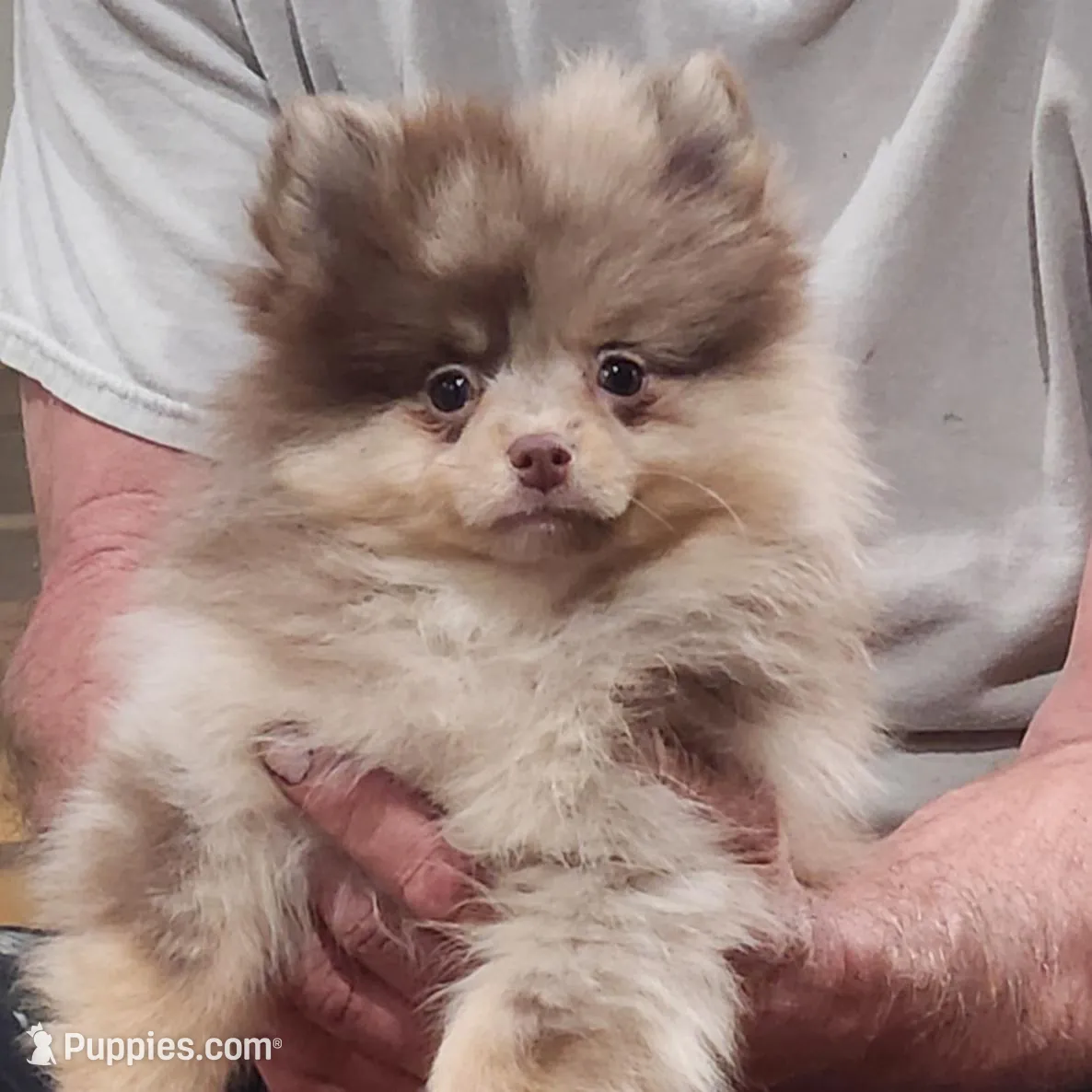 Peanut Butter , a female Pomeranian for sale in Emory, TX – Photo 2 of 6