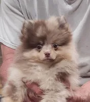 Peanut Butter , a female Pomeranian for sale in Emory, TX – Photo 3 of 6