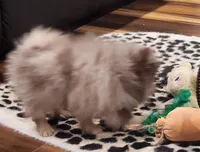 Peanut Butter , a female Pomeranian for sale in Emory, TX – Photo 5 of 6