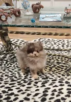 Peanut Butter , a female Pomeranian for sale in Emory, TX – Photo 1 of 6