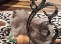 Peanut Butter , a female Pomeranian for sale in Emory, TX – Photo 6 of 6