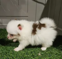 Summer, a female Pomeranian for sale in Sulphur Springs, TX – 3 of 9