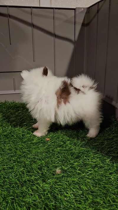 Summer, a female Pomeranian for sale in Sulphur Springs, TX – 9 of 9