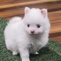 Ghost, a male Pomeranian for sale in Emory, TX – Photo 2 of 9