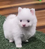 Ghost, a male Pomeranian for sale in Emory, TX – Photo 2 of 9