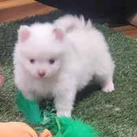 Ghost, a male Pomeranian for sale in Emory, TX – Photo 9 of 9