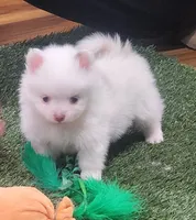 Ghost, a male Pomeranian for sale in Emory, TX – Photo 9 of 9