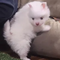 Ghost, a male Pomeranian for sale in Emory, TX – Photo 8 of 9