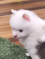 Ghost, a male Pomeranian for sale in Emory, TX – Photo 7 of 9