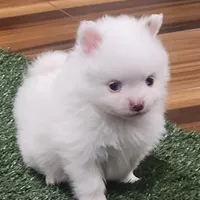 Ghost, a male Pomeranian for sale in Emory, TX – Photo 1 of 9