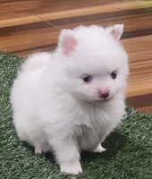 Ghost, a male Pomeranian for sale in Emory, TX – Photo 1 of 9