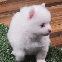 Ghost, a male Pomeranian for sale in Emory, TX – Photo 5 of 9