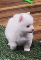 Ghost, a male Pomeranian for sale in Emory, TX – Photo 5 of 9