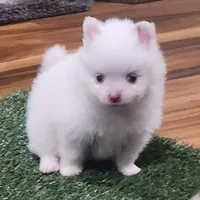 Ghost, a male Pomeranian for sale in Emory, TX – Photo 6 of 9