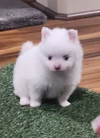 Ghost, a male Pomeranian for sale in Emory, TX – Photo 6 of 9