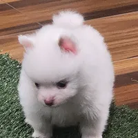 Ghost, a male Pomeranian for sale in Emory, TX – Photo 4 of 9