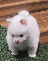 Ghost, a male Pomeranian for sale in Emory, TX – Photo 4 of 9