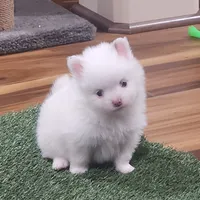 Ghost, a male Pomeranian for sale in Emory, TX – Photo 3 of 9