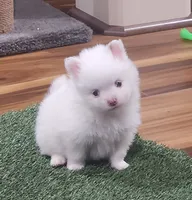 Ghost, a male Pomeranian for sale in Emory, TX – Photo 3 of 9