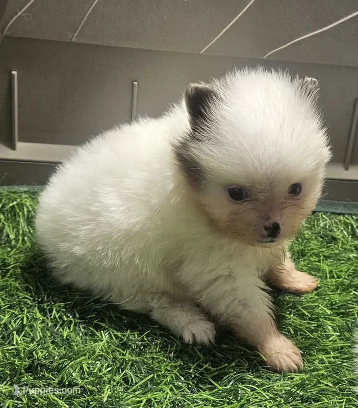 Snuggles  – Pomeranian puppy for sale in Sulphur Springs, TX