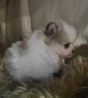 Buster, a male Pomeranian for sale in Sulphur Springs, TX – 4 of 4