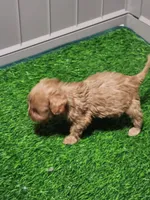 Snuggles, a female Cavapoo for sale in Emory, TX – Photo 10 of 10