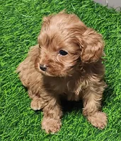 Snuggles, a female Cavapoo for sale in Emory, TX – Photo 5 of 10