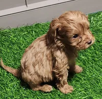 Snuggles, a female Cavapoo for sale in Emory, TX – Photo 3 of 10