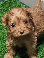 Snuggles, a female Cavapoo for sale in Emory, TX – Photo 7 of 10