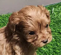 Snuggles, a female Cavapoo for sale in Emory, TX – Photo 1 of 10