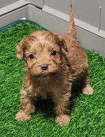 Snuggles, a female Cavapoo for sale in Emory, TX – Photo 6 of 10