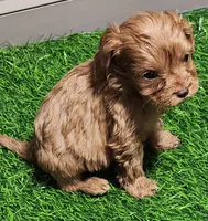Snuggles, a female Cavapoo for sale in Emory, TX – Photo 2 of 10