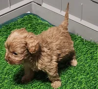 Snuggles, a female Cavapoo for sale in Emory, TX – Photo 9 of 10