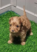 Snuggles, a female Cavapoo for sale in Emory, TX – Photo 4 of 10