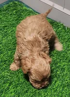 Snuggles, a female Cavapoo for sale in Emory, TX – Photo 8 of 10