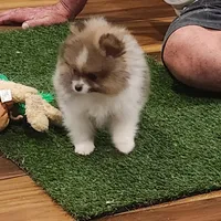 Chopper, a male Pomeranian for sale in Emory, TX – Photo 10 of 10