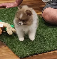 Chopper, a male Pomeranian for sale in Emory, TX – Photo 10 of 10