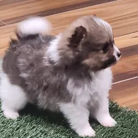 Chopper, a male Pomeranian for sale in Emory, TX – Photo 5 of 10