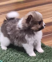 Chopper, a male Pomeranian for sale in Emory, TX – Photo 5 of 10