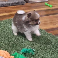 Chopper, a male Pomeranian for sale in Emory, TX – Photo 7 of 10