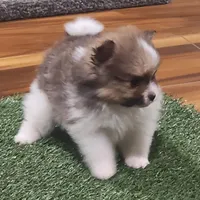 Chopper, a male Pomeranian for sale in Emory, TX – Photo 2 of 10