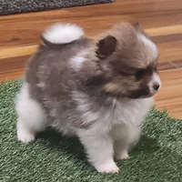 Chopper, a male Pomeranian for sale in Emory, TX – Photo 4 of 10